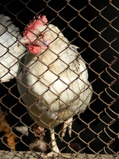 通過在韓國 通過在韓國